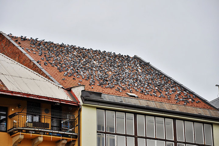 A2B Pest Control are able to install spikes to deter birds from roofs in Shirebrook. 