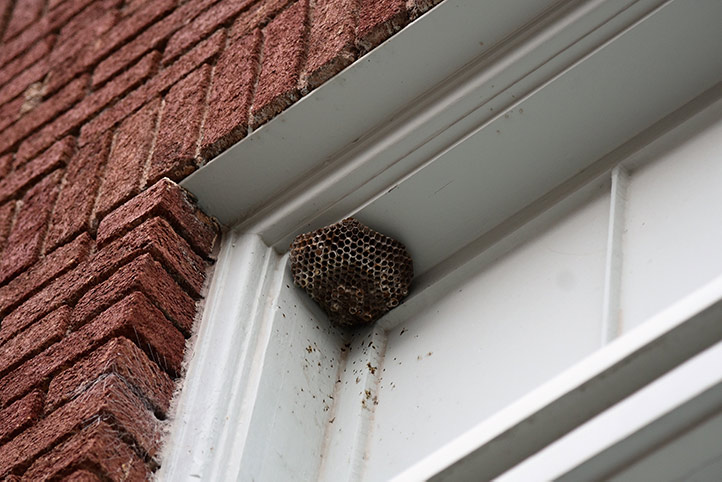 We provide a wasp nest removal service for domestic and commercial properties in Shirebrook.